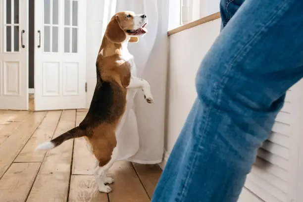 Photo of Beagle dog and its owner