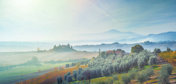 paisaje de la toscana, italia con plantación de viña y olivo - italian cypress tree cypress tree sunlight fotografías e imágenes de stock