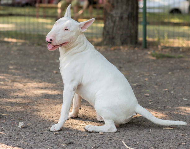 Bull Terrier Bull Terrier english bull terrier stock pictures, royalty-free photos & images