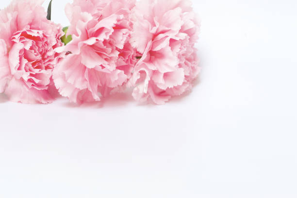 istock Pink carnation flower on white background 680413486