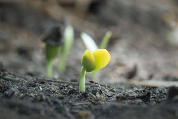 istock Plant growth from seed tree in nature background. 680413556