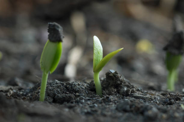 istock Plant growth from seed tree in nature background. 680413558