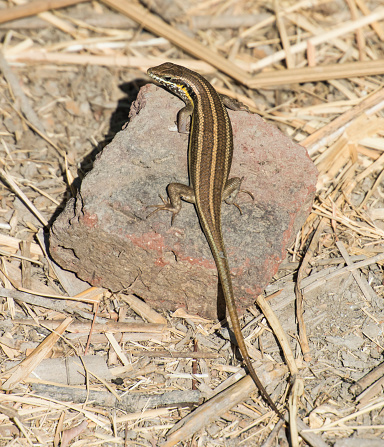 Blue-tailed skink lizard stood on a stone rock in rural countryside