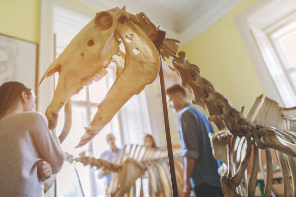 tierische skelett im klassenzimmer mit menschen im hintergrund. - horse animal skeleton anatomy animal stock-fotos und bilder