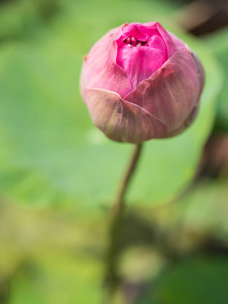 istock Sacred lotus flower 680424234