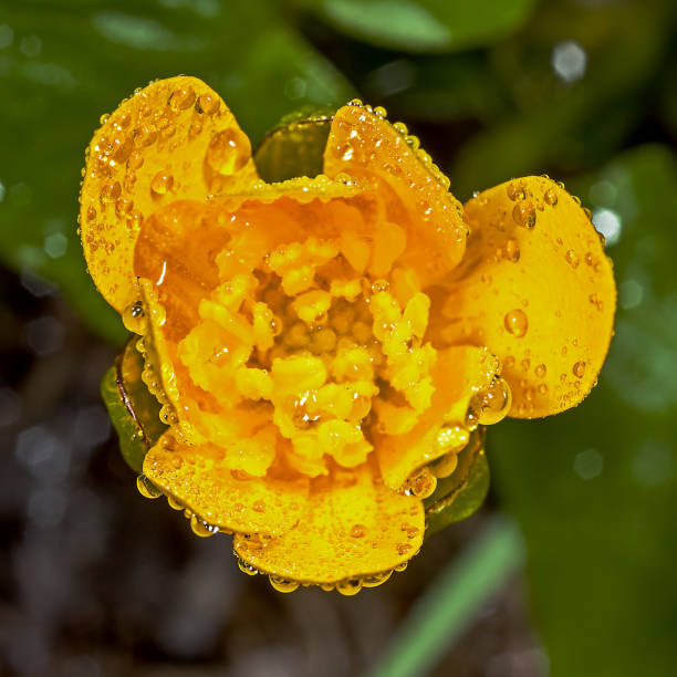 Une fleur jaune petit Populage des marais - Photo