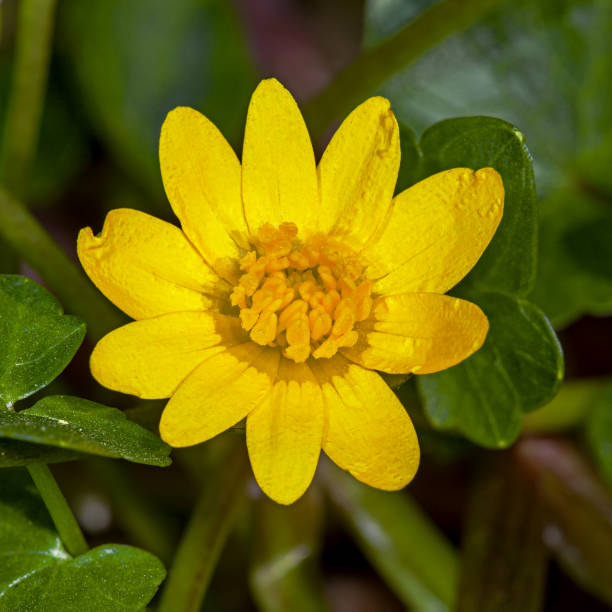 A small Marsh marigold yellow flower - fotografia de stock