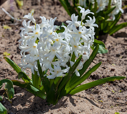Flor De Jacinto Blanco Foto de stock y más banco de imágenes de Arbusto - Arbusto, Arreglo floral, Belleza - iStock Flor De Jacinto Blanco Foto de stock y más banco de imágenes de Arbusto - Arbusto, Arreglo floral, Belleza - iStock