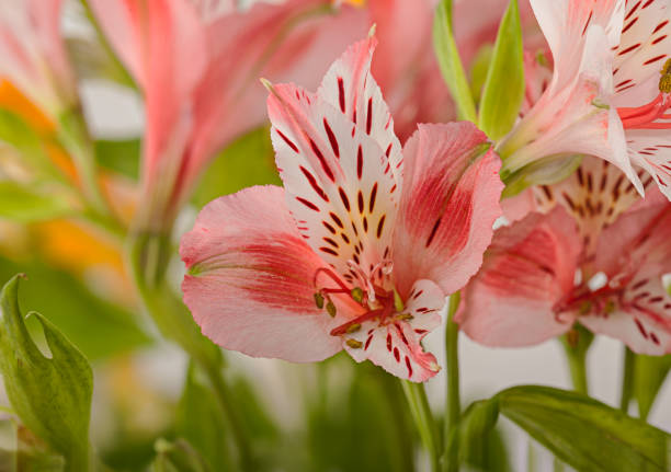 Blanche fleur Alstroemeria Care - Photo