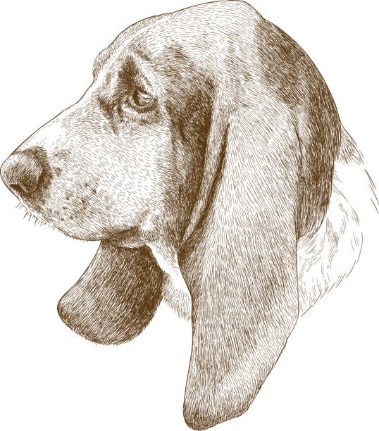 Vector antique engraving illustration of basset hound head isolated on white background