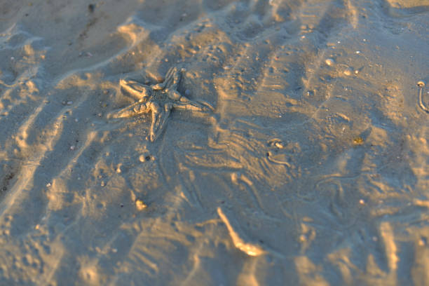 Coastline of Thailand, starfish on the sandy floor.