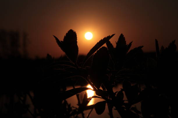 Walking along the shore of a large lake. Beautiful sunset on the lake. The sun's rays are reflected on the branches of trees and water. Sunset. Summer evening.