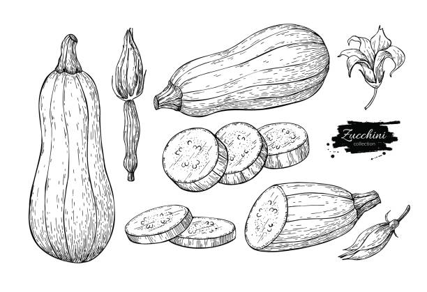 ilustraciones, imágenes clip art, dibujos animados e iconos de stock de calabacín a mano conjunto de ilustración de vector dibujado. objeto de estilo grabado vegetal aislada con pedazos rebanados y flor - zucchini
