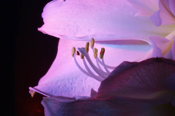 istock Pink flower on a black background, macro 680440608