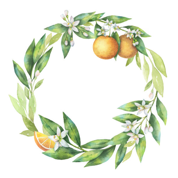 ilustraciones, imágenes clip art, dibujos animados e iconos de stock de acuarela redondo marco rama de fruta naranja aislada sobre fondo blanco. - orange blossom