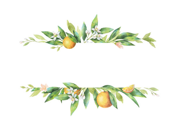 Watercolor banner fruit orange branch isolated on white background. Watercolor banner fruit orange branch isolated on white background. Illustration for design wedding invitations, greeting cards, postcards. Spring or summer flowers with space for your text. fruit borders stock illustrations