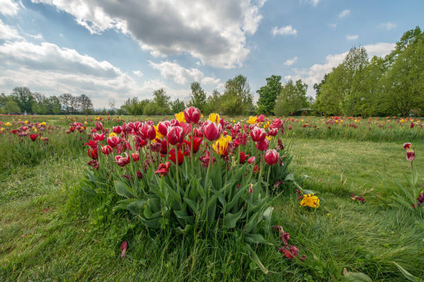 istock Fresh colorful tulips in nature park during springtime 680441118