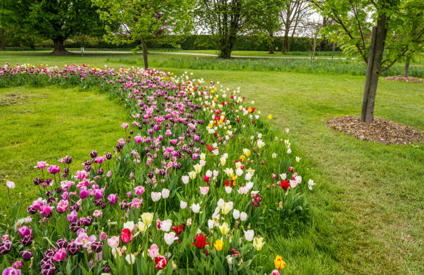 istock Fresh colorful tulips in nature park during springtime 680441144