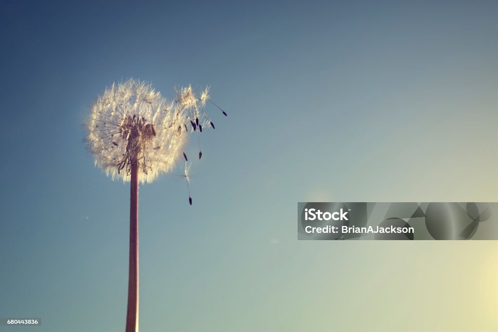 Dandelion silhouette against sunset Dandelion silhouette against sunset with seeds blowing in the wind Aspirations Stock Photo