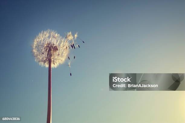 Dandelion Silhouette Against Sunset Stock Photo - Download Image Now - Aspirations, Change, Backgrounds