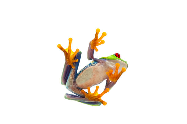 istock red eyed tree frog isolated on white background 680445976