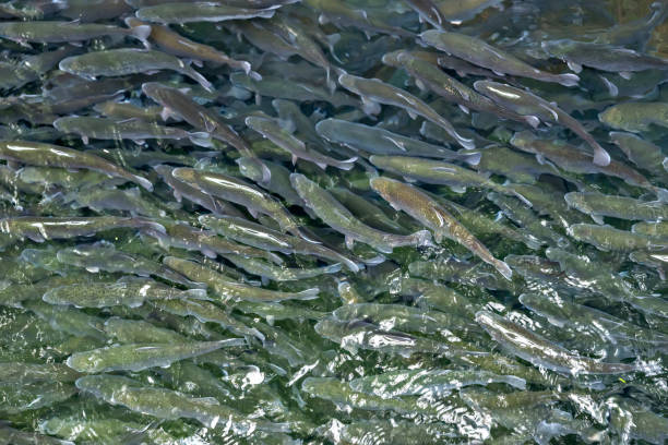 istock Flock of trout in the clear river 680445990