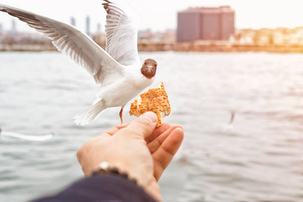 Hungry seagulls looking bagel Hungry seagulls turkish bagel simit stock pictures, royalty-free photos & images