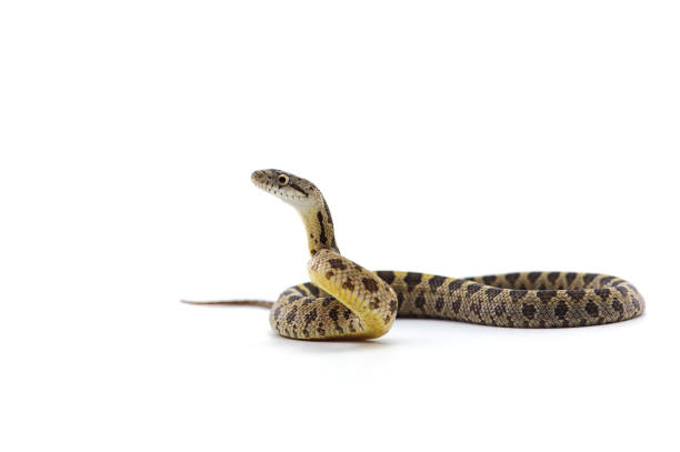 흰색 배경에 고립 된 쥐 뱀 - rat snake 뉴스 사진 이미지