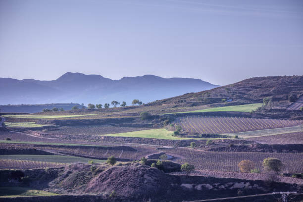 istock Vineyard at Rioja Alavesa,in the spring, Basque Country (Spain) 680447466