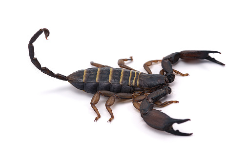 African venom Scorpion isolated on white background