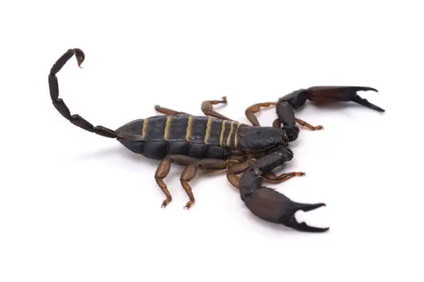 Photo of African venom Scorpion isolated on white background