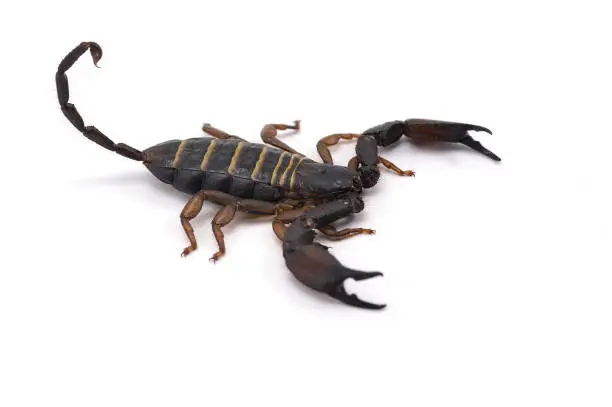 Photo of African venom Scorpion isolated on white background