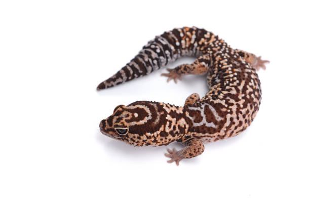 istock african fat tail gecko isolated on white background 680448390
