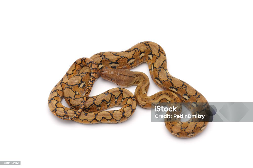 Full Body Reticulated Python Rreticulated Python Isolated On White Background Stock Photo - Download ...