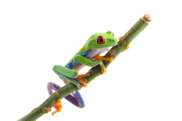 istock red eyed tree frog isolated on white background 680448454
