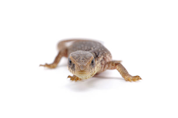 istock Savannah monitor lizard  isolated on white background 680448480