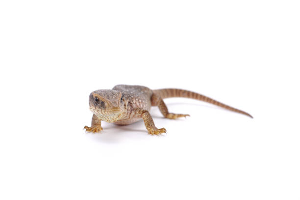 istock Savannah monitor lizard  isolated on white background 680448482
