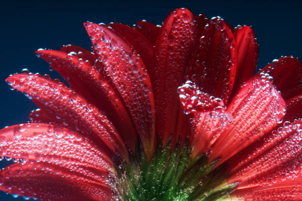 istock Back view of a red daisy gerbera flower underwater with bubbles on the petals, macro shoot 680448652