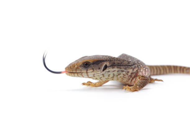 istock Savannah monitor lizard  isolated on white background 680448668