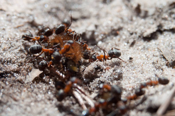istock Ants eating big hair caterpilar 680448678