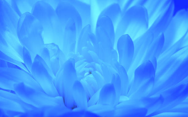 istock Blue toned chrysanthemum flower, macro shoot 680448828