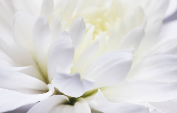 Macro of white rose flower