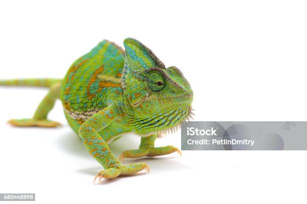 Veiled Chameleon Isolated On White Background Stock Photo - Download Image Now - Chameleon, Veiled Chameleon, Animal