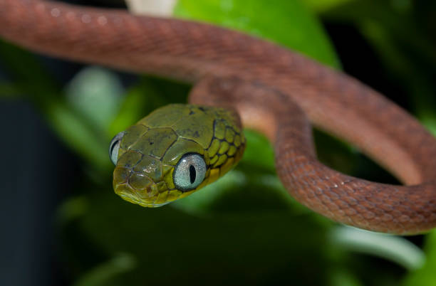 istock baby green cat snake wildlife 680448942