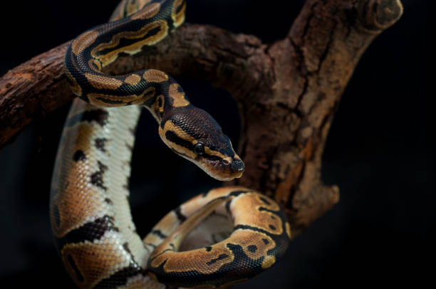 fotografii de stoc, fotografii și imagini scutite de redevențe cu mingea python faunei sălbatice - snake isolated on black