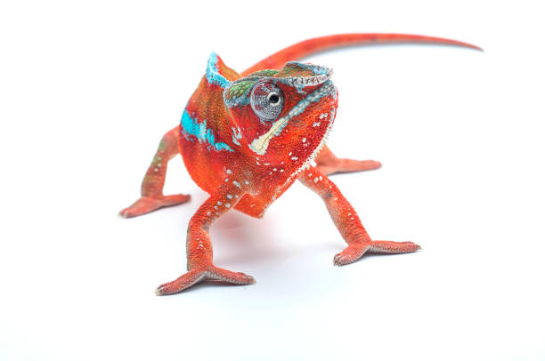 흰색 배경에 고립 рanther 카멜레온 - chameleon reptile madagascar animal 뉴스 사진 이미지