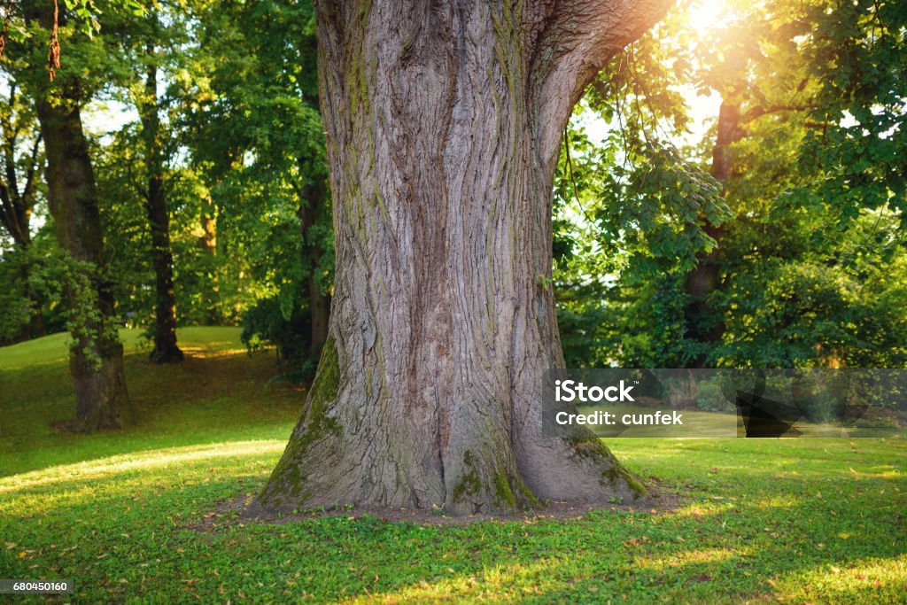 Tronc d’arbre contre la lumière du soleil - Photo de Tronc d'arbre libre de droits