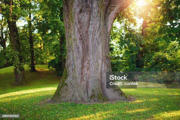 Photo libre de droit de Tronc Darbre Contre La Lumière Du Soleil banque d'images et plus d'images libres de droit de Tronc d'arbre - Tronc d'arbre, Arbre, De grande taille