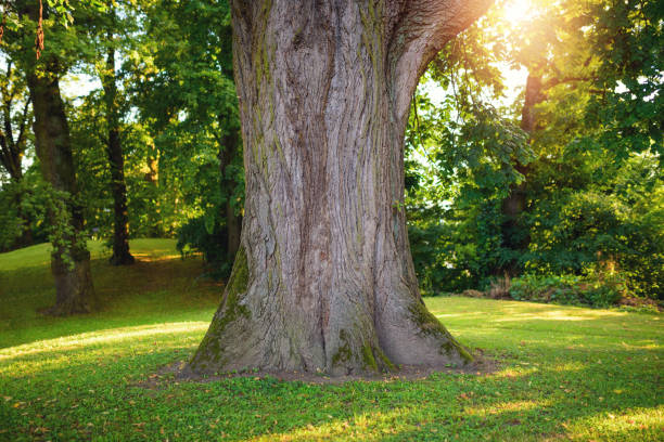 Tree trunk against sunlight stock photo