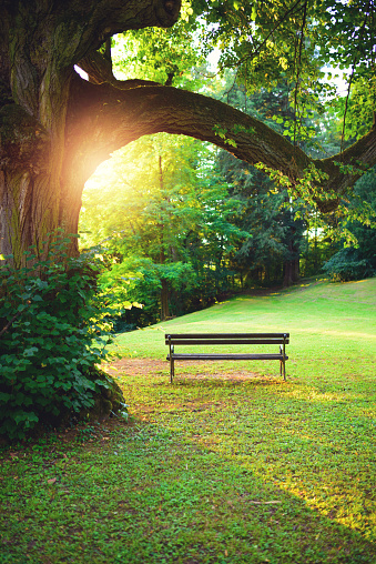 Empty bench under the tree against sunset